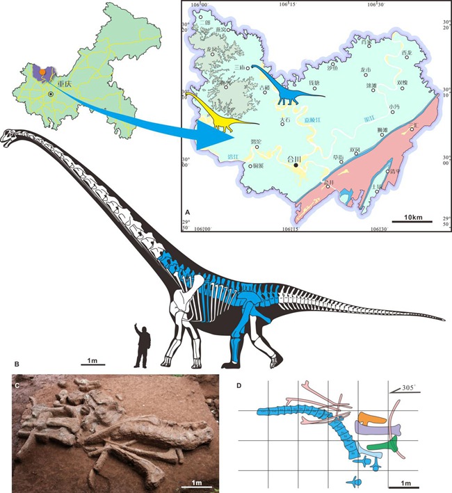 化石发现点地质简图与保存材料及骨骼复原图 (骨骼复原图中蓝色部分为保存的化石)。重庆市规划和自然资源局供图