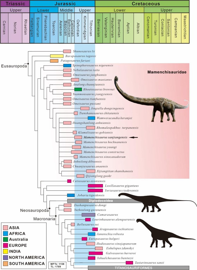 蜥脚类恐龙系统发育位置图(箭头指示三江马门溪龙所在系统发育位置)。重庆市规划和自然资源局供图